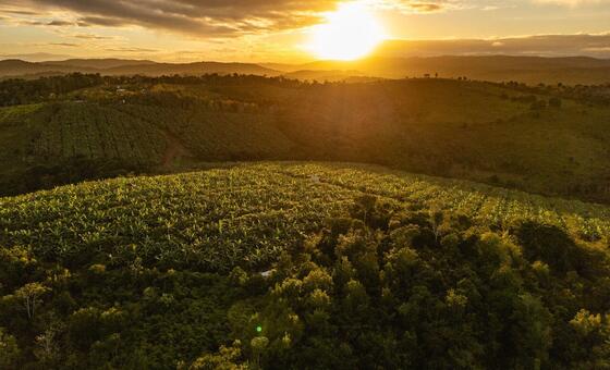 Агролесоводческая ферма какао в Бразилии.